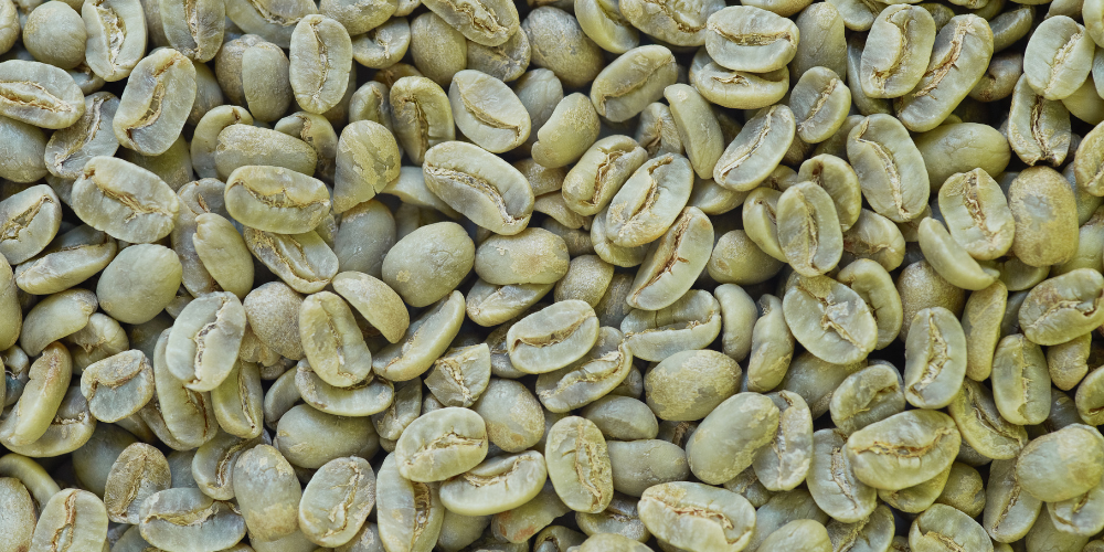 Green Coffee P.E. - 50% Chlorogenic acids